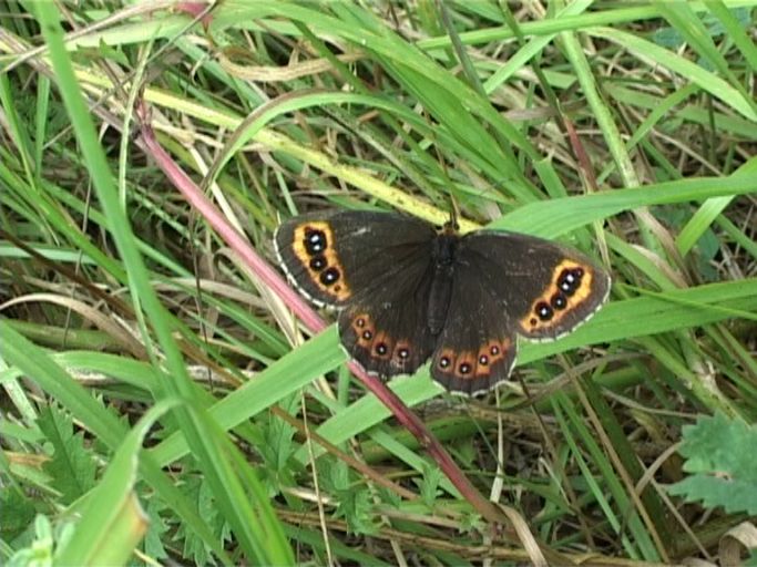 Graubindiger Mohrenfalter ( Erebia aethiops ) : Nettersheim/Urfttal, Eifel, 06.08.2006